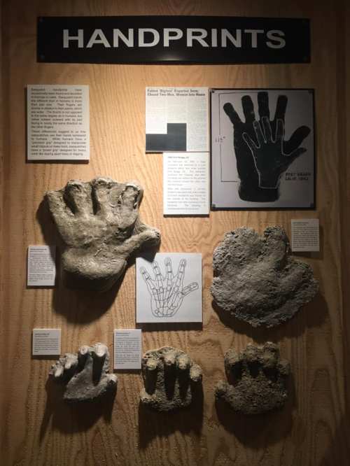 Display of various handprints, including fossilized and illustrated examples, with informative text panels.
