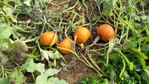 Three orange pumpkins nestled among green vines and leaves in a garden.