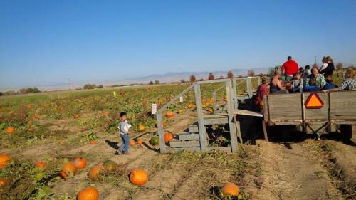 A child walks past a pumpkin patch with a wagon full of people in the background under a clear blue sky.