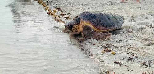 A sea turtle rests on the sandy shore near the water's edge, with gentle waves lapping at its flippers.