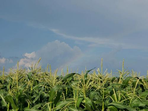 A lush cornfield under a cloudy sky, with a faint rainbow visible in the background.