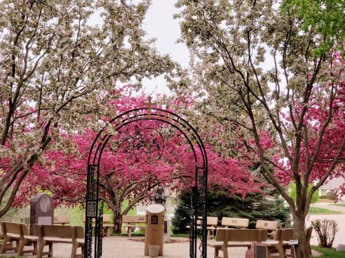 A serene garden with blooming pink trees and a decorative archway, creating a peaceful atmosphere.