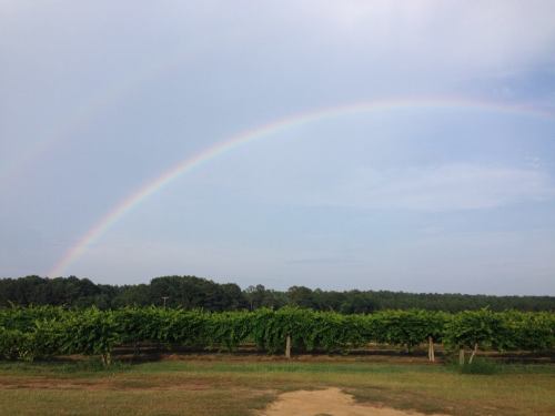 A vibrant rainbow arcs over a vineyard, with lush green vines and a cloudy sky in the background.