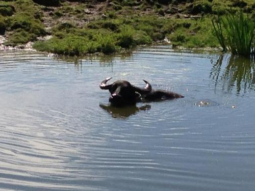 A buffalo partially submerged in a calm water body, surrounded by green vegetation.