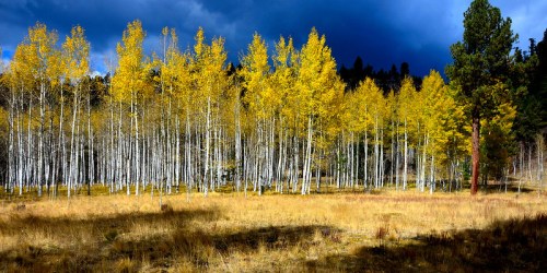 A vibrant grove of golden aspen trees stands against a dark, cloudy sky, with a grassy field in the foreground.