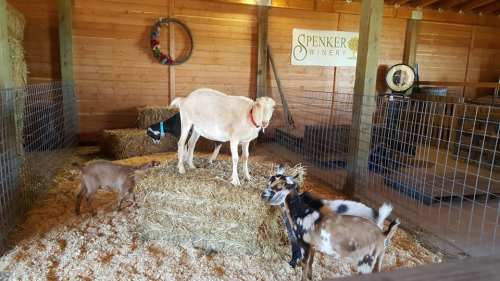 A goat stands on a hay bale in a barn, surrounded by other goats and a sign for Spenker Winery in the background.