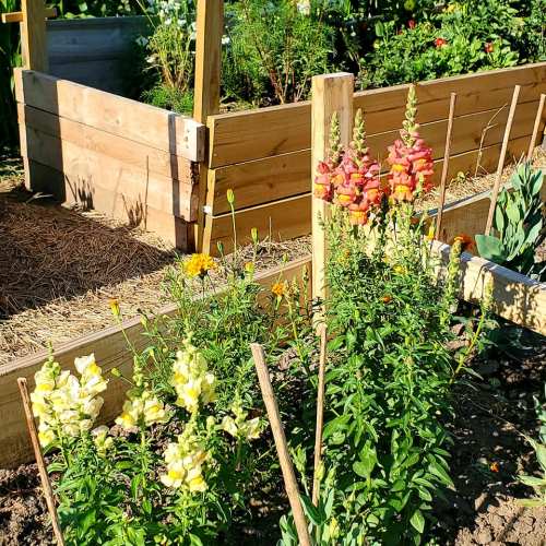 Colorful snapdragon flowers in a garden bed with wooden borders and lush greenery in the background.