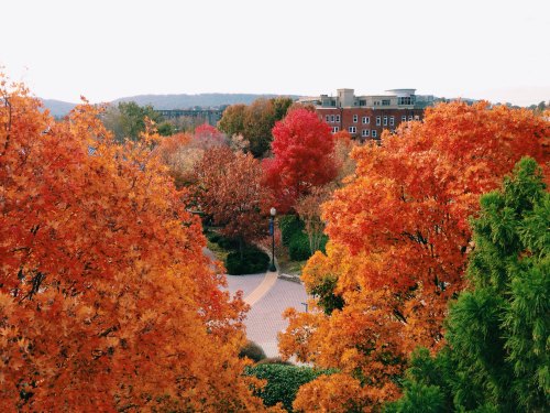 A vibrant autumn scene with colorful trees in shades of orange, red, and yellow, overlooking a pathway and buildings.