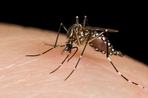 Close-up of a mosquito with distinctive black and white markings on human skin, feeding.