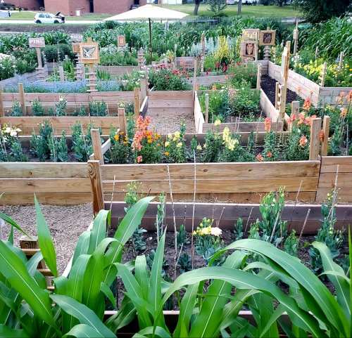 A vibrant community garden with wooden raised beds filled with colorful flowers and greenery.
