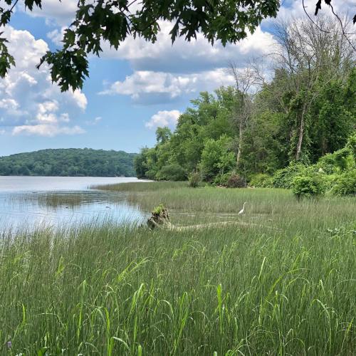 A serene lakeside scene with tall grass, trees, and a heron standing near the water under a partly cloudy sky.