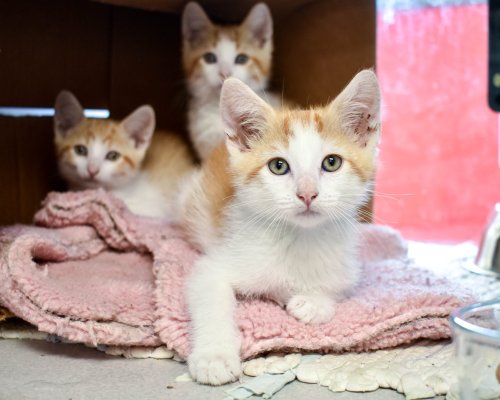 Three orange and white kittens resting on a pink blanket inside a cozy box. One kitten is in the foreground.