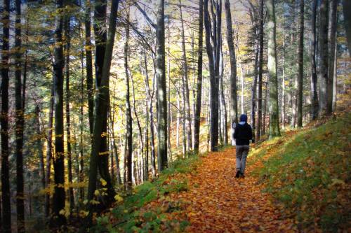 A person walks along a forest path covered in autumn leaves, surrounded by tall trees with colorful foliage.