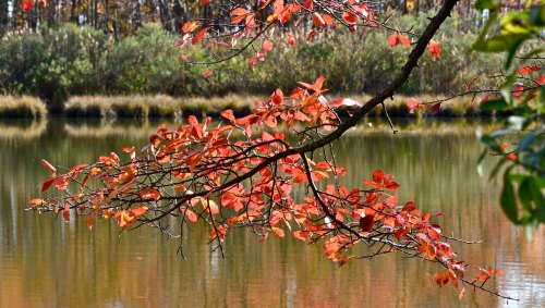 A branch with vibrant red leaves overhangs a calm, reflective pond surrounded by greenery.