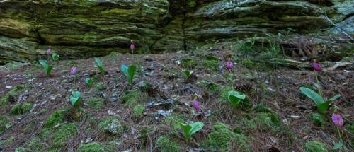 A forest floor covered in moss and pine needles, featuring clusters of pink and green flowers among rocky terrain.