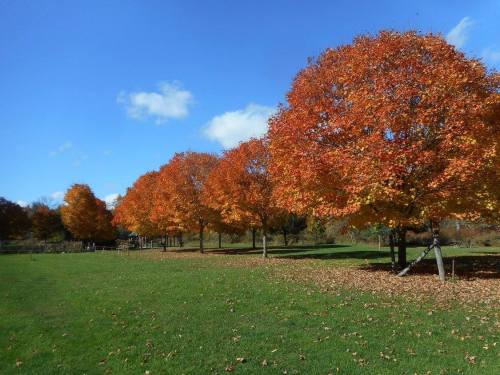 Vibrant orange trees line a grassy field under a clear blue sky, with scattered autumn leaves on the ground.