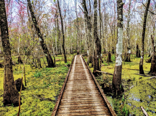 A wooden boardwalk winds through a lush, green swamp with trees and vibrant foliage.