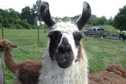 A close-up of a llama with a fluffy white and brown coat, standing in a grassy field with trees in the background.