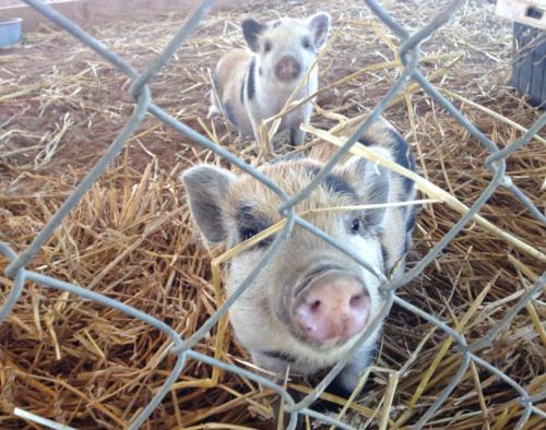 Two piglets with light brown and black markings peeking through a wire fence, surrounded by straw.