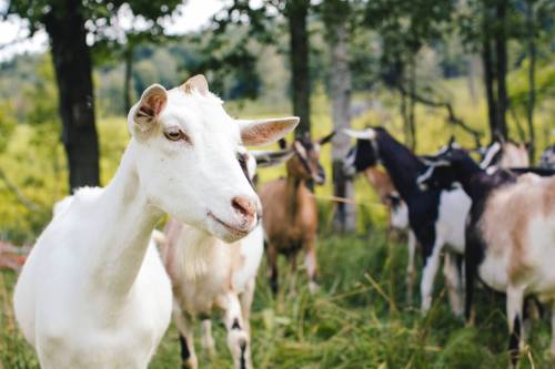 A white goat stands in the foreground, with a group of goats grazing in a lush green field behind it.