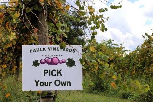 Sign at Paulk Vineyards reads "Pick Your Own" with grapes, surrounded by lush vineyard greenery.
