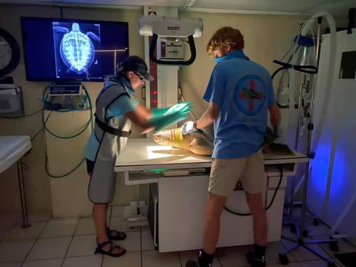 Two people in medical attire examine a sea turtle under a bright light in a veterinary setting. An X-ray is displayed on a screen.