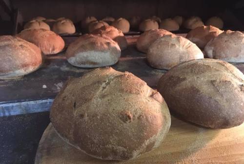 Freshly baked round loaves of bread cooling on a wooden surface, with more loaves visible in the background.
