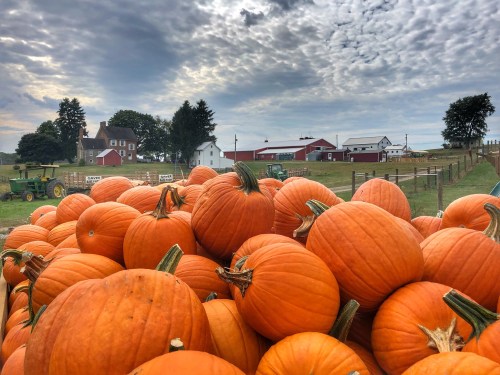 A pile of bright orange pumpkins in a field, with a farm and cloudy sky in the background.