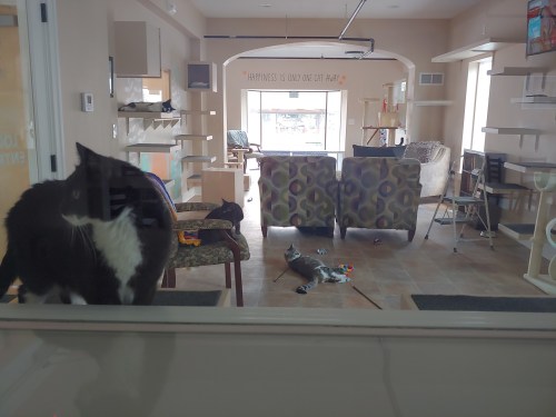 A black and white cat looks through a glass window at a cozy room with two lounging cats and scattered toys.