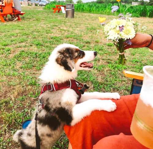 A happy dog with a fluffy coat sits on its owner's lap, looking at a bouquet of flowers in their hand.