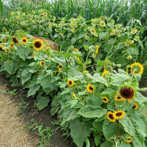A vibrant row of sunflowers in a garden, surrounded by lush green leaves and corn plants in the background.