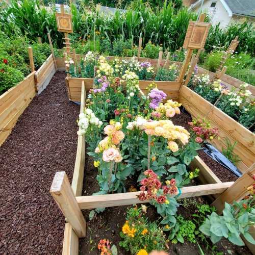 A vibrant garden with colorful flowers in raised wooden beds, surrounded by lush greenery and signs marking the plants.