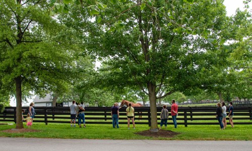 A group of people gathers by a fence, watching a horse in a lush, green pasture surrounded by trees.
