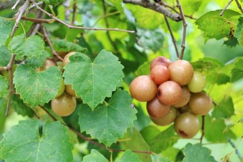 A cluster of round, greenish-yellow grapes hanging among green leaves on a vine.