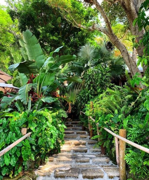 Lush greenery surrounds a stone pathway leading up through tropical plants and trees.