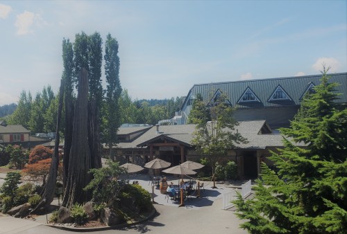 A scenic view of a building with outdoor seating, surrounded by trees and a tall, unique tree in the foreground.