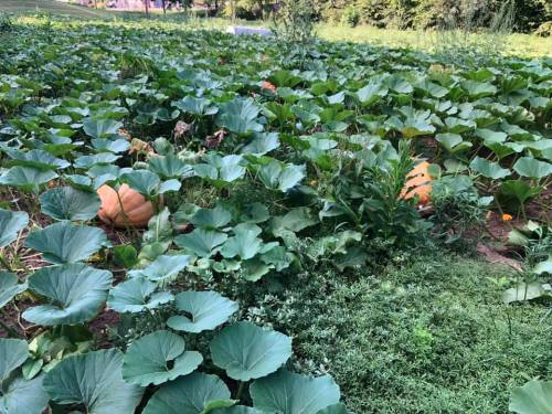 A lush garden filled with large green leaves and several orange pumpkins peeking through the foliage.