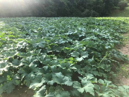 A lush field of green plants with large leaves, surrounded by trees in the background.