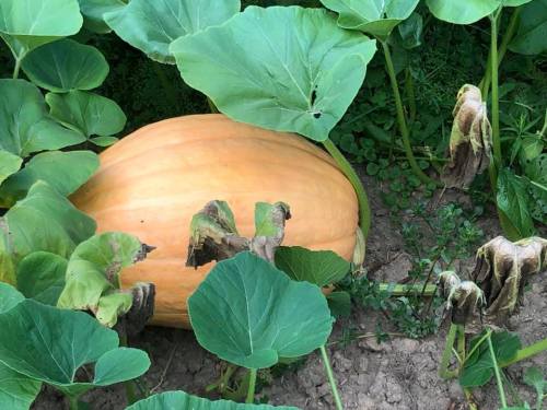 A large orange pumpkin nestled among green leaves and wilted plant stems in a garden.
