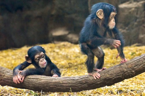 Two young chimpanzees play on a branch in a natural habitat, surrounded by straw and foliage.