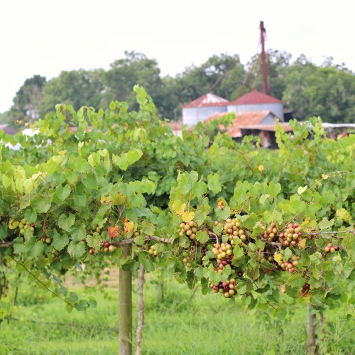 A vineyard with green grapevines and clusters of grapes, set against a backdrop of rustic buildings and trees.