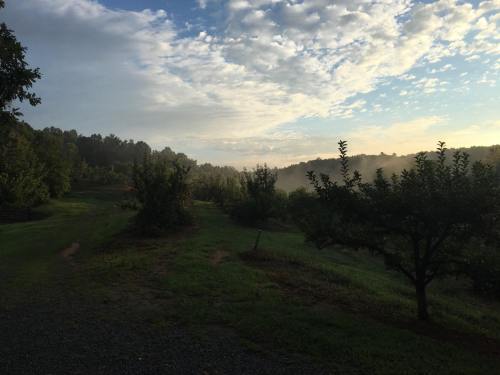 A serene landscape of an orchard at dawn, with mist rising and soft clouds in a blue sky.