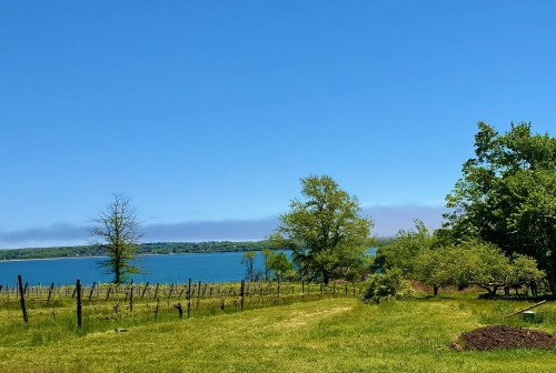 A scenic view of a vineyard by a lake, with clear blue skies and lush greenery surrounding the water.