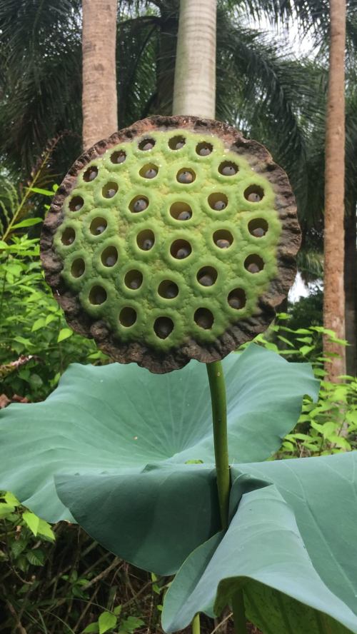 A close-up of a green lotus seed pod with holes, surrounded by large leaves and tropical foliage.