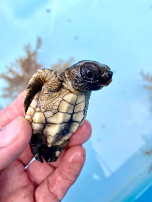 A person holds a small, newly hatched turtle above a blue surface, showcasing its textured shell and tiny flippers.