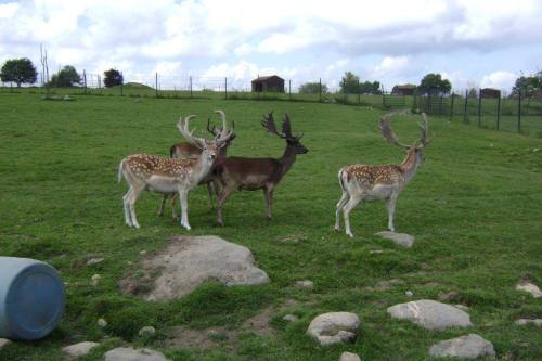 A group of deer with antlers standing on green grass, with a cloudy sky and a fence in the background.