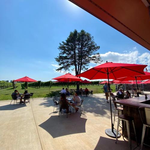 Outdoor vineyard scene with red umbrellas, people seated, and lush greenery under a clear blue sky.