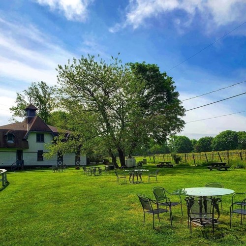 A scenic outdoor area with green grass, tables, and a large tree, set against a blue sky and vineyard backdrop.