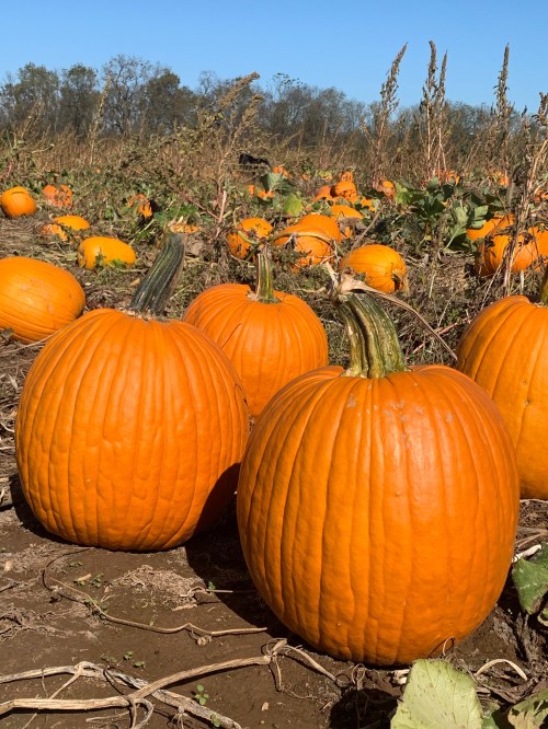 A field of bright orange pumpkins under a clear blue sky, with more pumpkins scattered in the background.