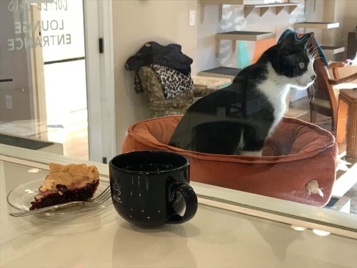 A black and white cat sits in a window, next to a slice of pie and a black coffee mug on a table.